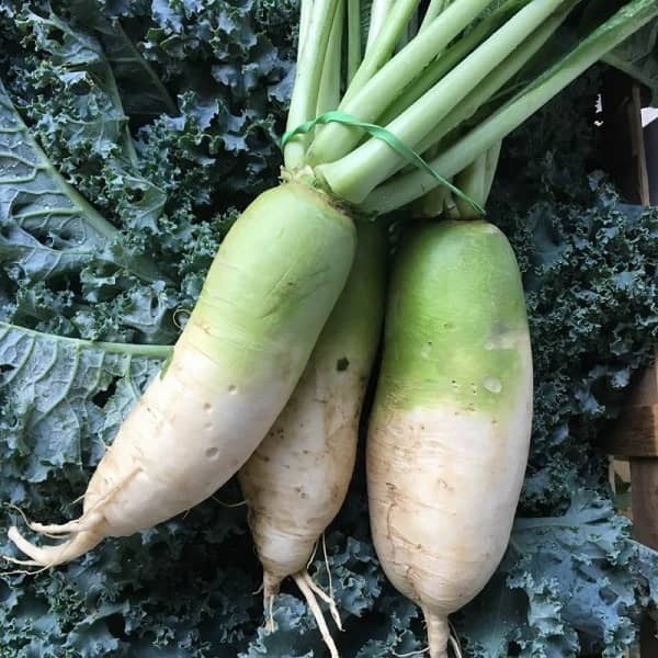 radis de chine green meat